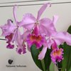 Cattleya Maggie Raphael lavender3.